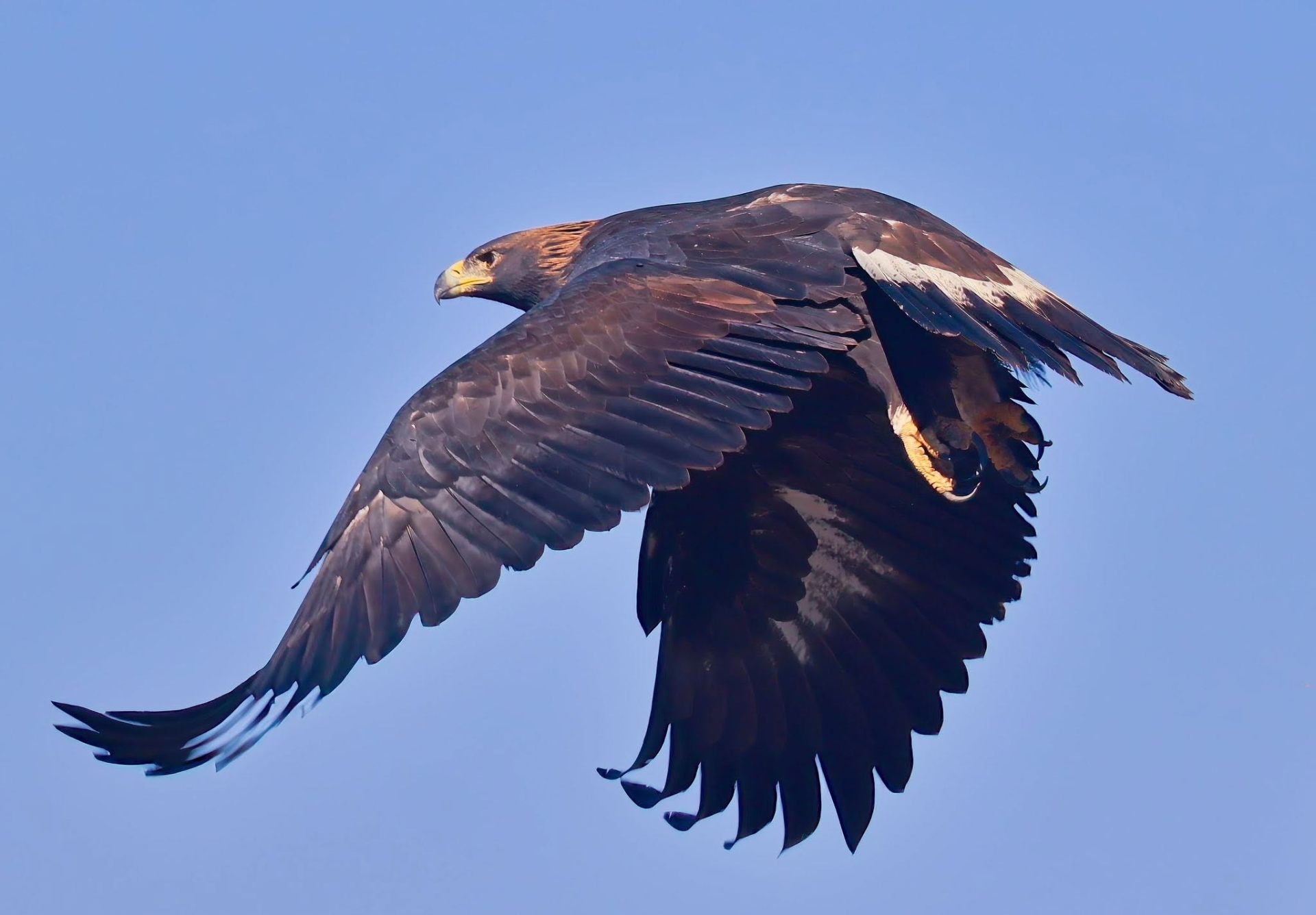 Golden eagle cruising across an open sky