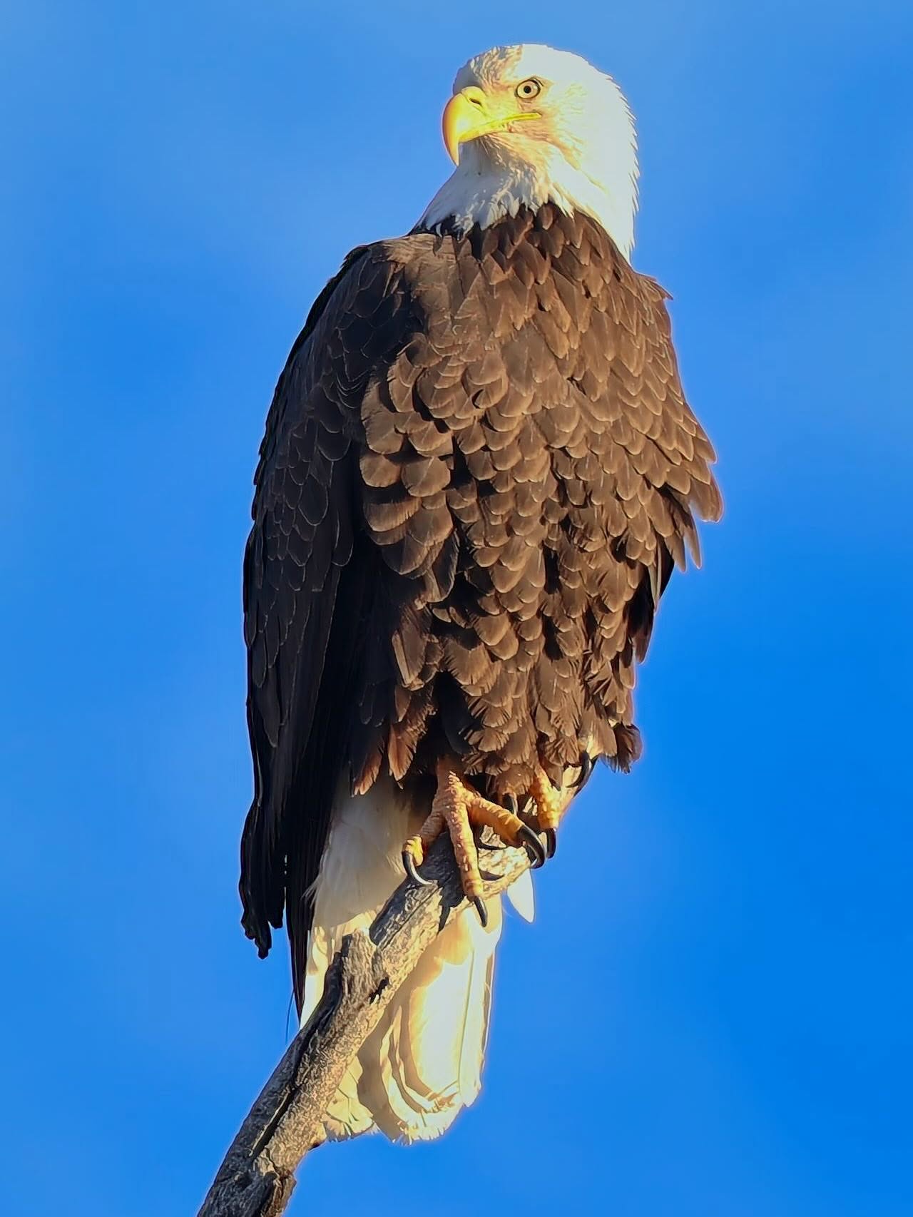 Bald eagle perched on a branch against deep blue sky