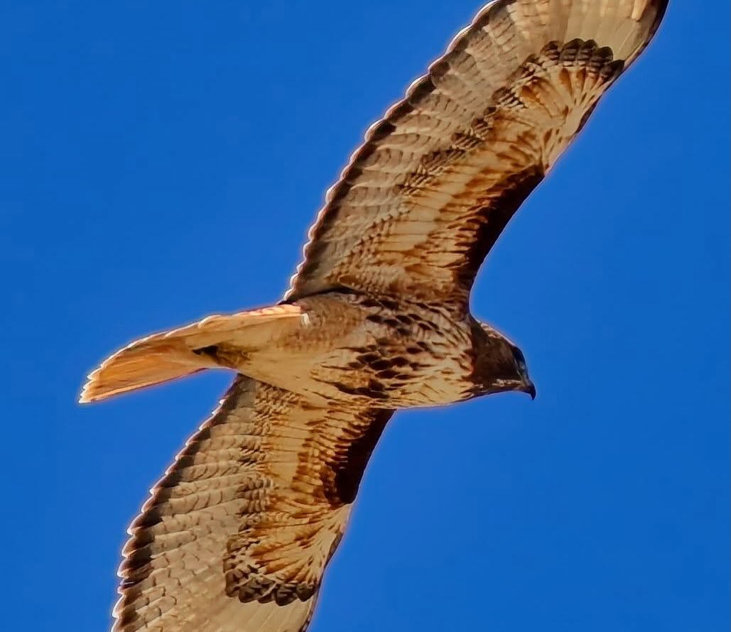 Red-tailed hawk soaring with wings fully spread