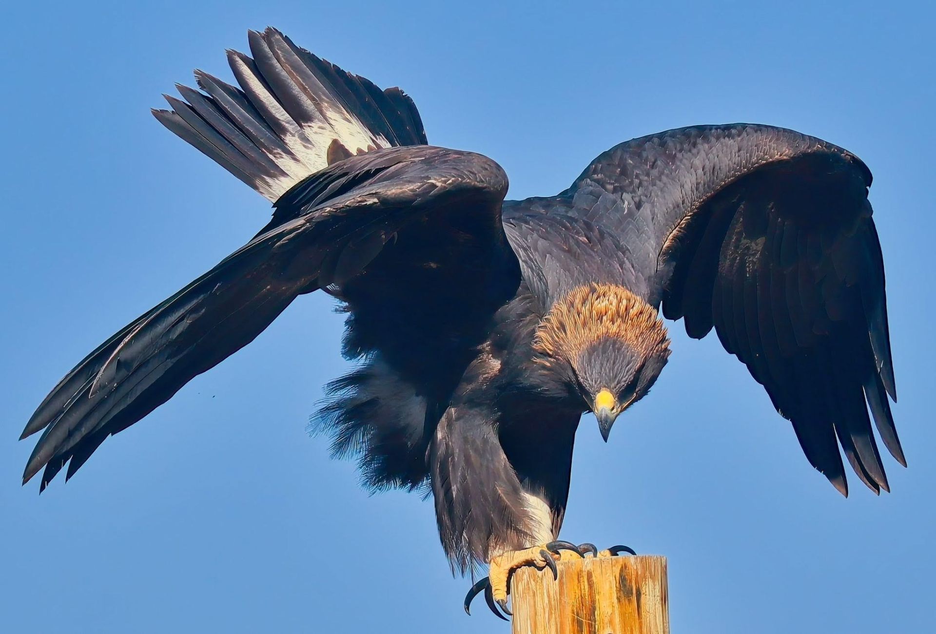 Golden eagle landing on a wooden post with wings spread