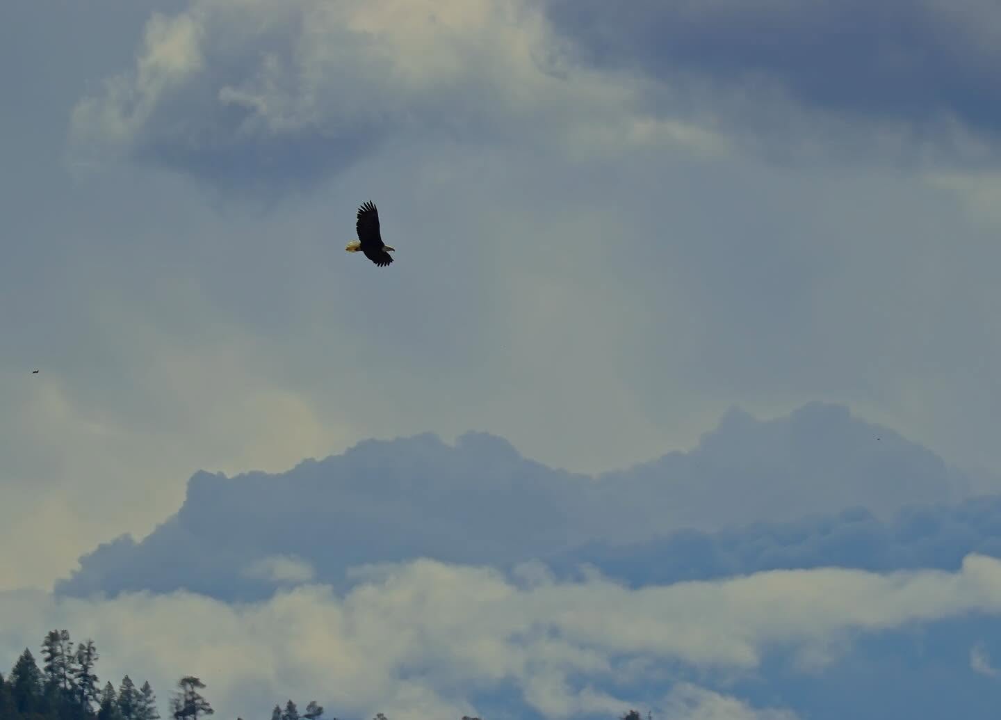 Bald eagle in flight beneath towering Colorado clouds