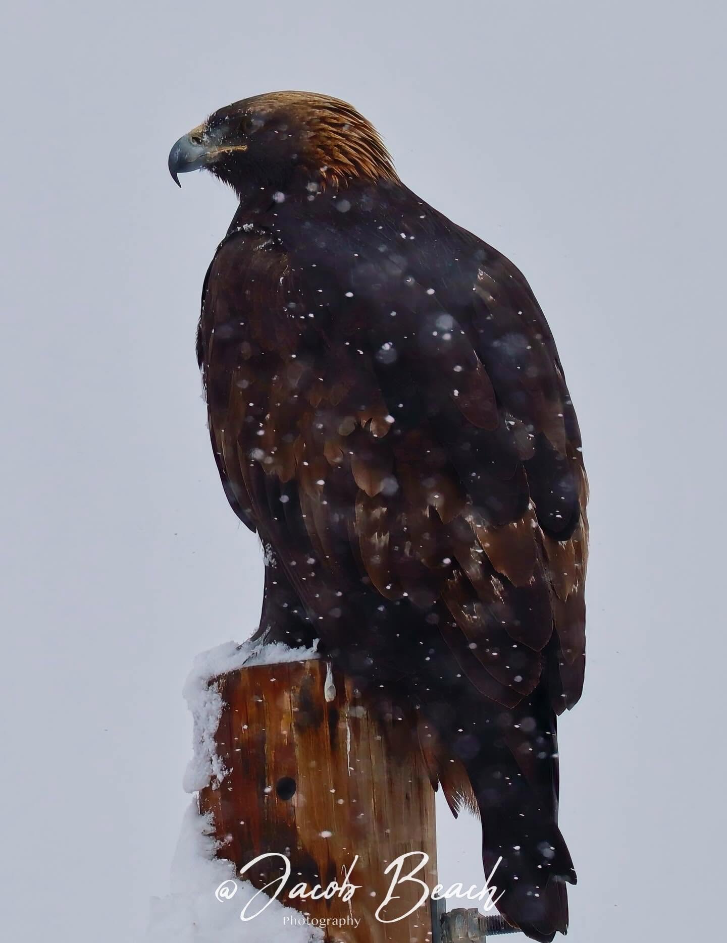 Golden eagle perched in a soft snowfall
