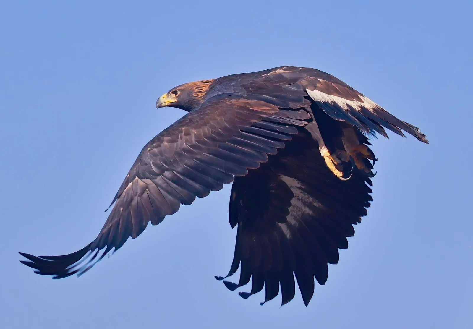 Golden eagle cruising across an open sky