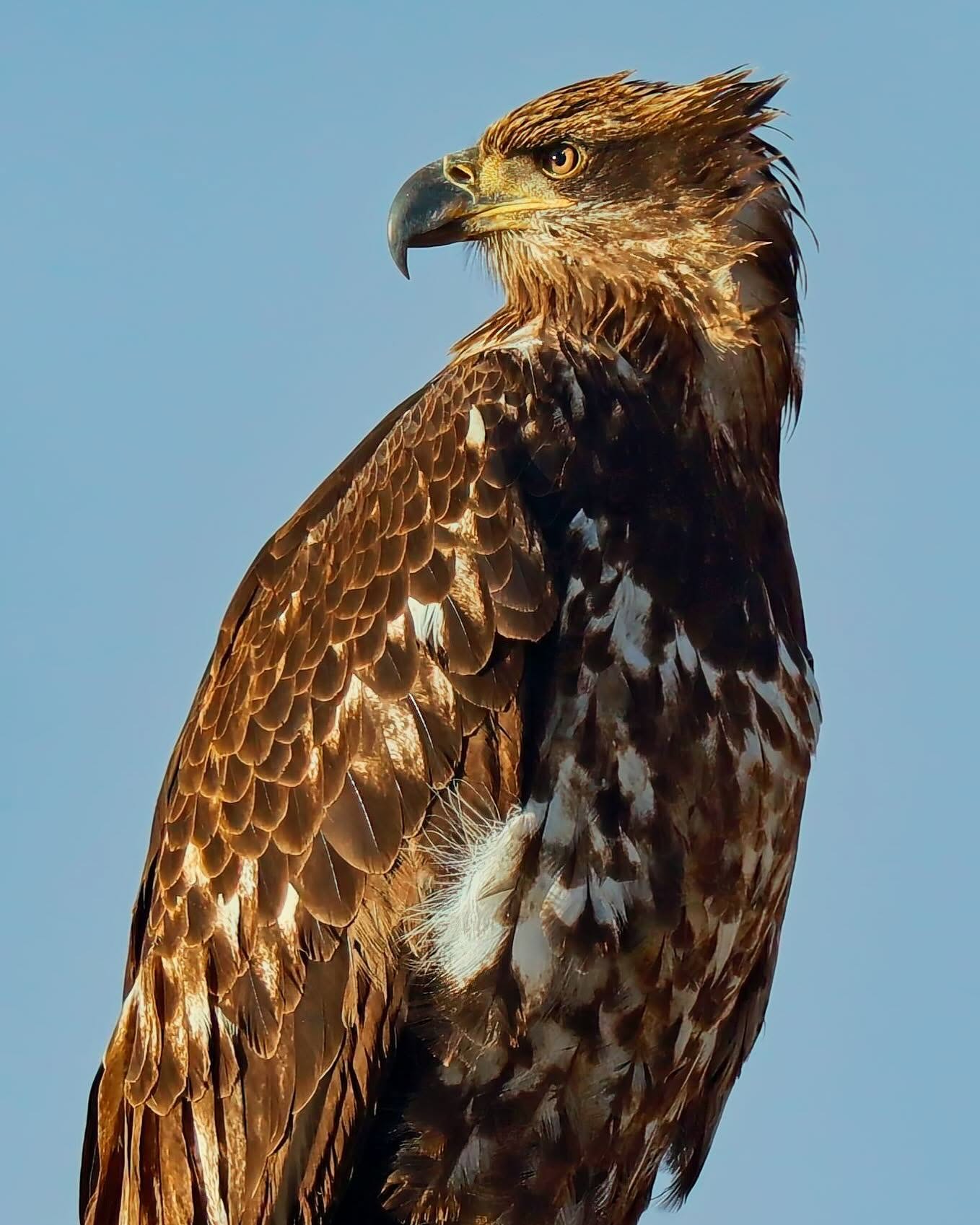 Juvenile bald eagle in profile at sunset