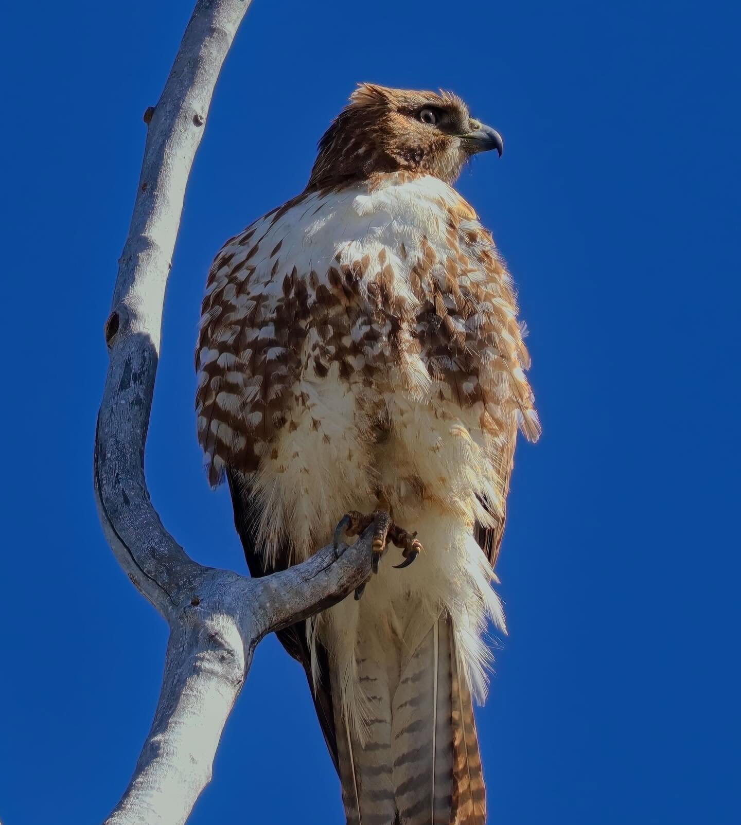 Red-tailed hawk perched on a weathered branch