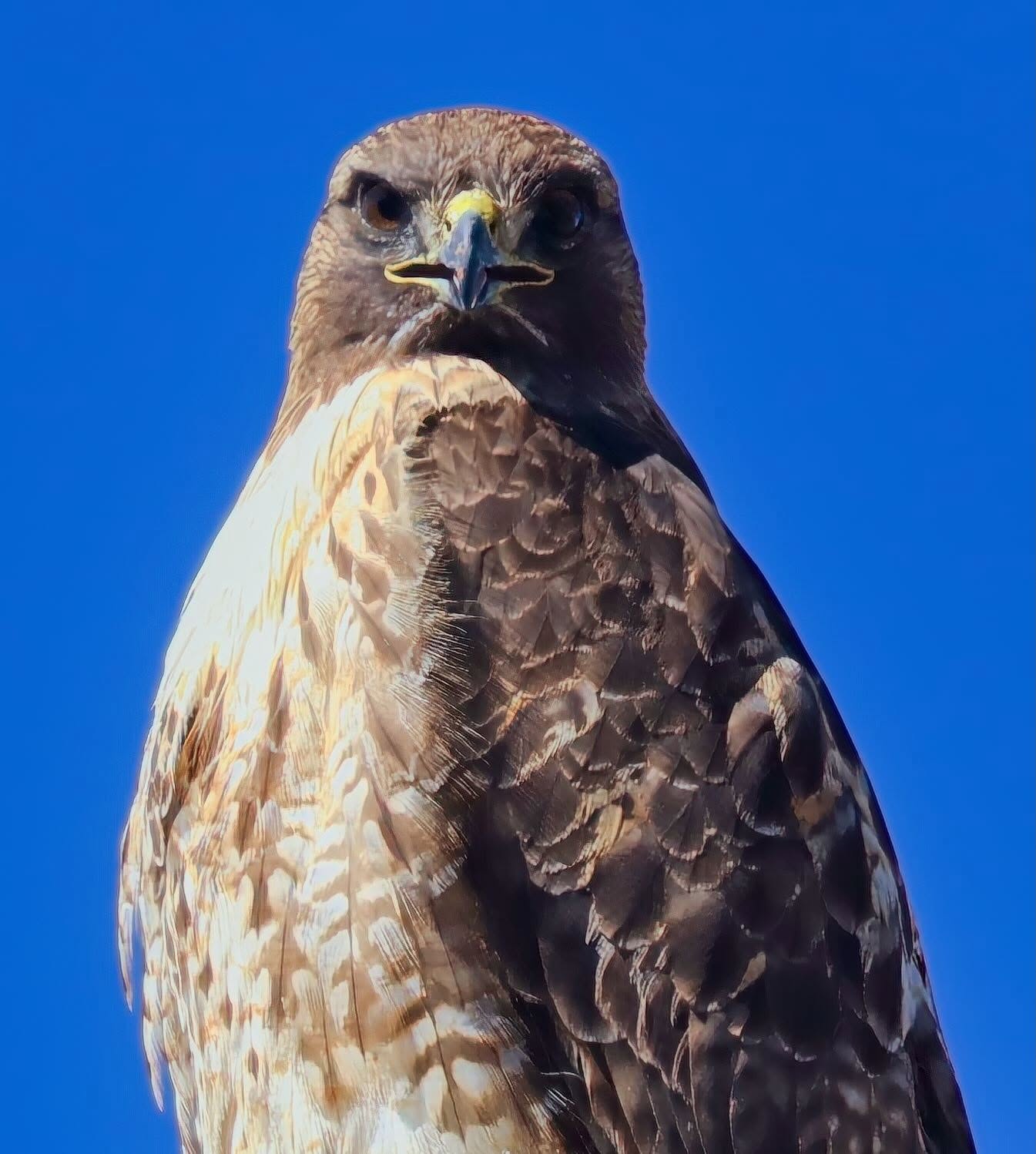 Red-tailed hawk facing the camera against blue sky