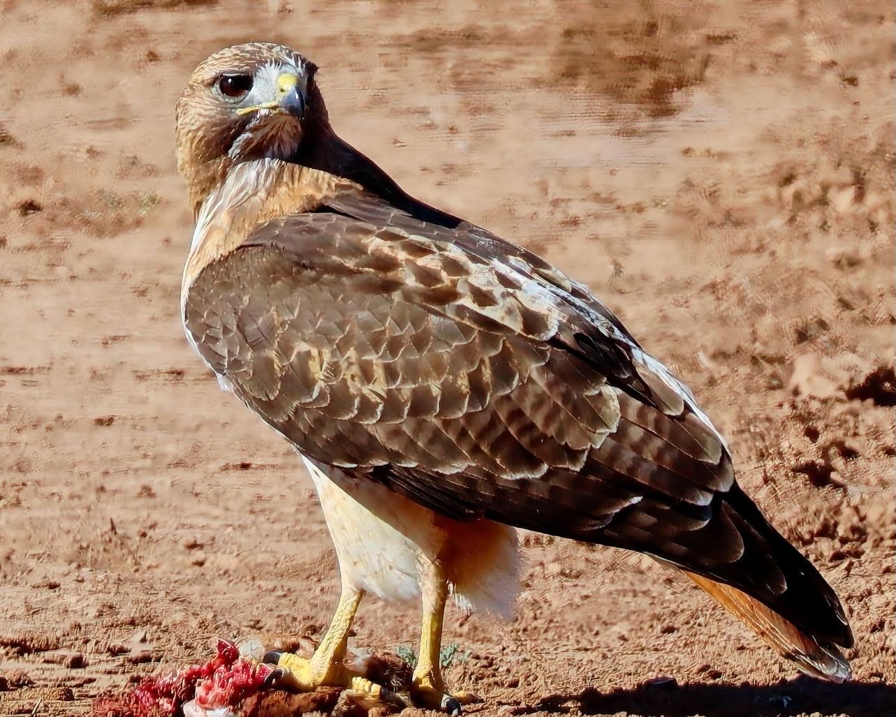 Red-tailed hawk standing on red Colorado dirt